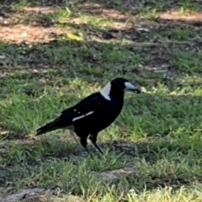 Gymnorhina tibicen (Australian Magpie) at Byron Bay, NSW - 1 Aug 2024 by Hejor1