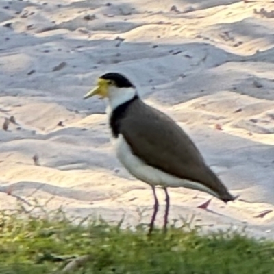 Vanellus miles (Masked Lapwing) at Byron Bay, NSW - 1 Aug 2024 by Hejor1