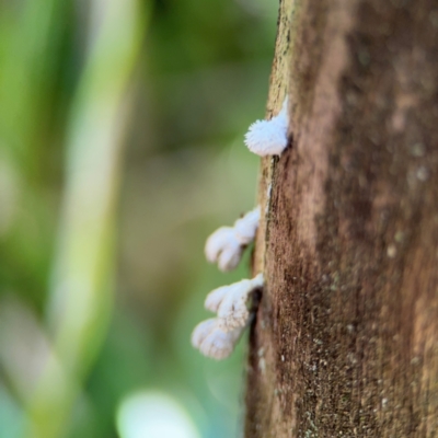 Schizophyllum commune (Split Gill Fungus) at Byron Bay, NSW - 1 Aug 2024 by Hejor1