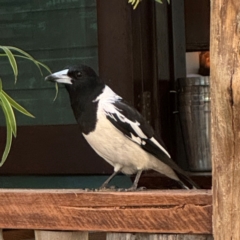 Cracticus nigrogularis (Pied Butcherbird) at Byron Bay, NSW - 1 Aug 2024 by Hejor1