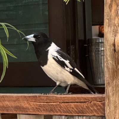 Cracticus nigrogularis (Pied Butcherbird) at Byron Bay, NSW - 1 Aug 2024 by Hejor1