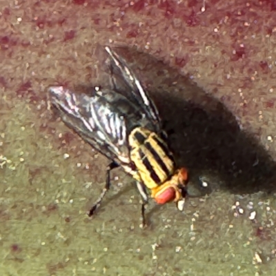 Oxysarcodexia varia (Striped Dung Fly) at Byron Bay, NSW - 1 Aug 2024 by Hejor1