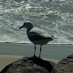 Chroicocephalus novaehollandiae (Silver Gull) at Byron Bay, NSW - 1 Aug 2024 by Hejor1