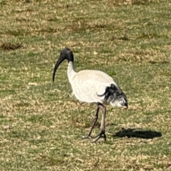 Threskiornis molucca (Australian White Ibis) at Byron Bay, NSW - 1 Aug 2024 by Hejor1