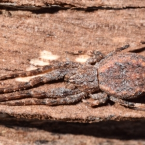 Isala cambridgei at Karabar, NSW - 2 Aug 2024 02:03 PM