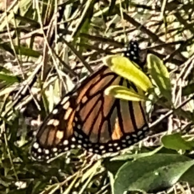 Danaus plexippus (Monarch) at Alstonville, NSW - 31 Jul 2024 by Hejor1