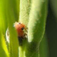 Cryptolaemus montrouzieri (Mealybug ladybird) at Alstonville, NSW - 31 Jul 2024 by Hejor1