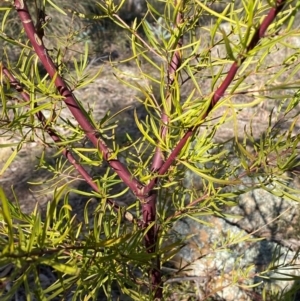 Dodonaea viscosa subsp. angustissima at Watson, ACT - 2 Aug 2024