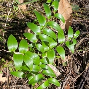 Asparagus asparagoides at Watson, ACT - 2 Aug 2024