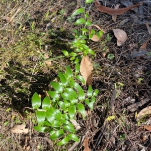 Asparagus asparagoides at Watson, ACT - 2 Aug 2024