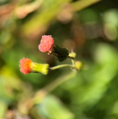 Crassocephalum crepidioides at Alstonville, NSW - 1 Aug 2024 by Hejor1