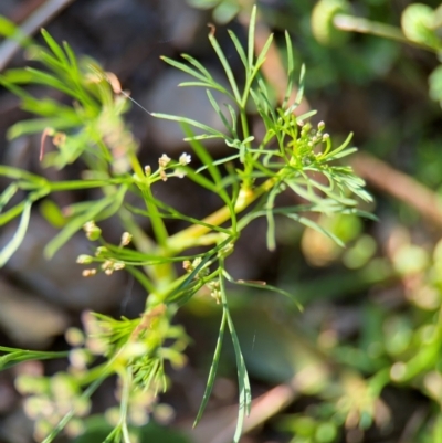 Cyclospermum leptophyllum at Alstonville, NSW - 1 Aug 2024 by Hejor1