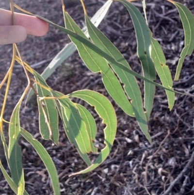 Eucalyptus mannifera subsp. mannifera (Brittle Gum) at Pialligo, ACT - 28 Jul 2024 by Venture