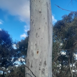 Eucalyptus mannifera subsp. mannifera at Pialligo, ACT - 28 Jul 2024