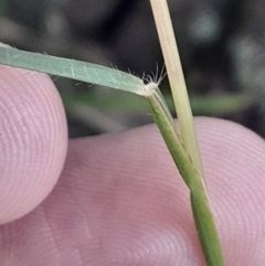 Rytidosperma sp. (Wallaby Grass) at Pialligo, ACT - 28 Jul 2024 by Venture