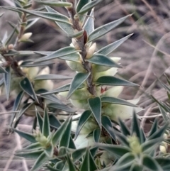 Melichrus urceolatus (Urn Heath) at Pialligo, ACT - 28 Jul 2024 by Venture