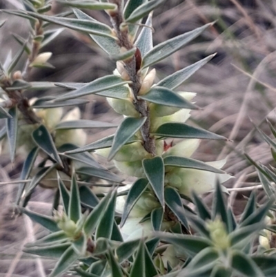 Melichrus urceolatus (Urn Heath) at Pialligo, ACT - 28 Jul 2024 by Venture