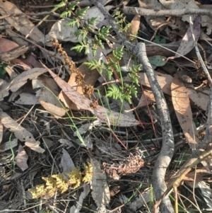 Cheilanthes sieberi subsp. sieberi at Pialligo, ACT - 28 Jul 2024 03:23 PM