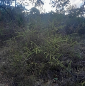 Acacia paradoxa at Pialligo, ACT - 28 Jul 2024