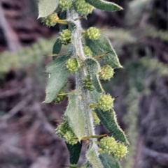 Acacia paradoxa at Pialligo, ACT - 28 Jul 2024