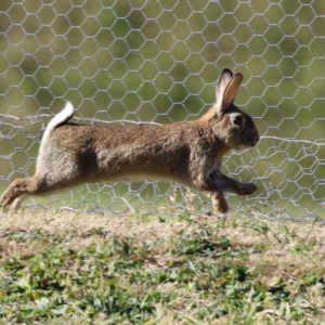 Oryctolagus cuniculus at Fyshwick, ACT - 2 Aug 2024 02:28 PM