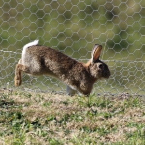 Oryctolagus cuniculus at Fyshwick, ACT - 2 Aug 2024 02:28 PM