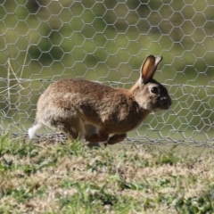 Oryctolagus cuniculus at Fyshwick, ACT - 2 Aug 2024 02:28 PM