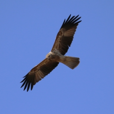 Haliastur sphenurus (Whistling Kite) at Fyshwick, ACT - 2 Aug 2024 by RodDeb