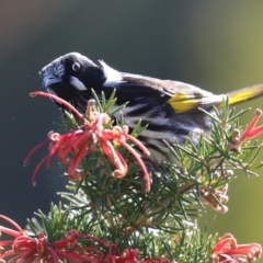 Phylidonyris novaehollandiae at Fyshwick, ACT - 2 Aug 2024