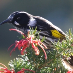 Phylidonyris novaehollandiae at Fyshwick, ACT - 2 Aug 2024