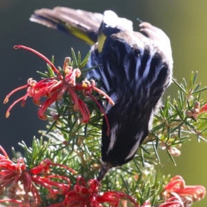 Phylidonyris novaehollandiae at Fyshwick, ACT - 2 Aug 2024