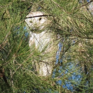 Tyto alba at Fyshwick, ACT - 2 Aug 2024 02:20 PM