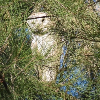 Tyto alba (Barn Owl) at Fyshwick, ACT - 2 Aug 2024 by RodDeb