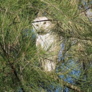 Tyto alba at Fyshwick, ACT - 2 Aug 2024 02:20 PM