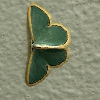 Unidentified Moth (Lepidoptera) at Lockhart River, QLD - 3 Aug 2024 by lbradley