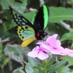 Ornithoptera euphorion (Cairns Birdwing) at Muttaburra, QLD - 3 Aug 2024 by lbradley