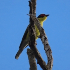 Sphecotheres vieilloti (Australasian Figbird) at Lockhart River, QLD - 3 Aug 2024 by lbradley