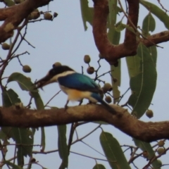 Todiramphus macleayii (Forest Kingfisher) at Lockhart River, QLD - 3 Aug 2024 by lbradley