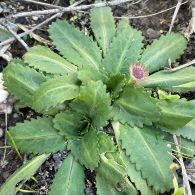 Solenogyne dominii (Smooth Solenogyne) at Cavan, NSW - 2 Aug 2024 by JaneR