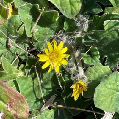 Cymbonotus sp. (preissianus or lawsonianus) (Bears Ears) at Cavan, NSW - 2 Aug 2024 by JaneR