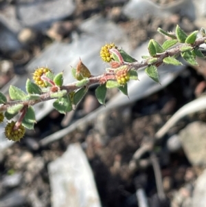 Acacia gunnii at Cavan, NSW - 2 Aug 2024 01:52 PM