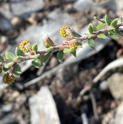 Acacia gunnii (Ploughshare Wattle) at Cavan, NSW - 2 Aug 2024 by JaneR