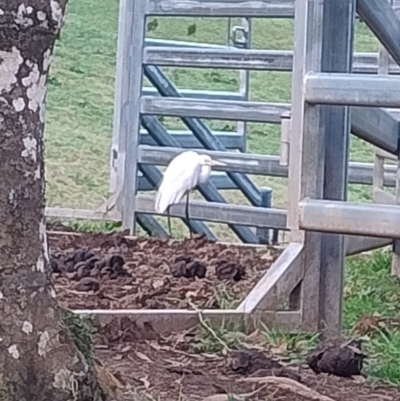 Ardea alba (Great Egret) at Upper Kangaroo Valley, NSW - 2 Aug 2024 by Baronia