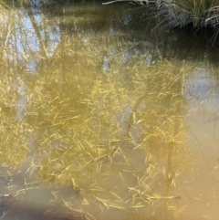 Potamogeton ochreatus (Blunt Pondweed) at Cavan, NSW - 2 Aug 2024 by JaneR