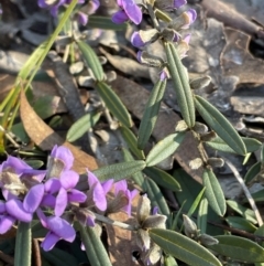 Hovea heterophylla (Common Hovea) at Cavan, NSW - 2 Aug 2024 by JaneR