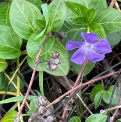 Vinca major (Blue Periwinkle) at Cavan, NSW - 10 Jul 2024 by JaneR