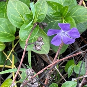 Vinca major at Cavan, NSW - 10 Jul 2024 03:03 PM