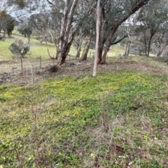 Vinca major at Cavan, NSW - 10 Jul 2024 03:03 PM