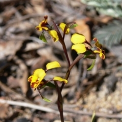 Diuris semilunulata (Late Leopard Orchid) at Rendezvous Creek, ACT - 4 Nov 2008 by HarveyPerkins