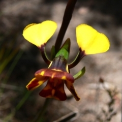 Diuris semilunulata (Late Leopard Orchid) at Rendezvous Creek, ACT - 4 Nov 2008 by HarveyPerkins